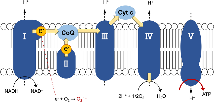 Mitochondrial respiratory chain complexes. Respiratory chain complexes I–IV generate a proton gradient on the mitochondrial inner membrane that facilitates ATP production by complex V (ATP synthase). The electron (e⁻) passes through complex I and complex II, respectively, and moves to complex III via the CoQ. Cytochrome c (Cyt c) transfers an electron from complex III to complex IV, which reduces O2 to form H2O. Electron flow involves proton (H⁺) transfer across the mitochondrial inner membrane at complexes I, III, and IV, creating an electrochemical gradient. Complex V uses the proton motive force to generate ATP.
