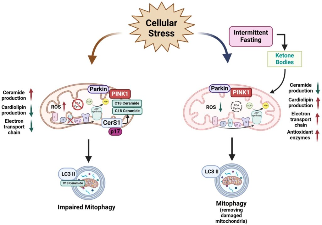 Schematic representation of the negative effects of ceramide in mitochondria physiology and mitophagy and a possible beneficial effect of intermittent fasting on mitochondria. Ceramide overproduction produces negative effects on mitochondria physiology such as an alteration in the mitochondrial respiratory chain function and ROS accumulation leading to oxidative stress. Furthermore, increasing levels of ceramide, especially C18:0 specie activates mitophagy. Conversely, IF improves mitochondrial function in several cell types by reducing ceramide production, reducing the ROS production by increasing antioxidant enzyme levels, production of cardiolipin levels in the mitochondria membrane, and improving the electron transport chain by enhancing mitochondrial oxidative metabolism and mitochondrial respiratory control rate. IF also can induce mitophagy to remove damaged mitochondria by several cellular insults.