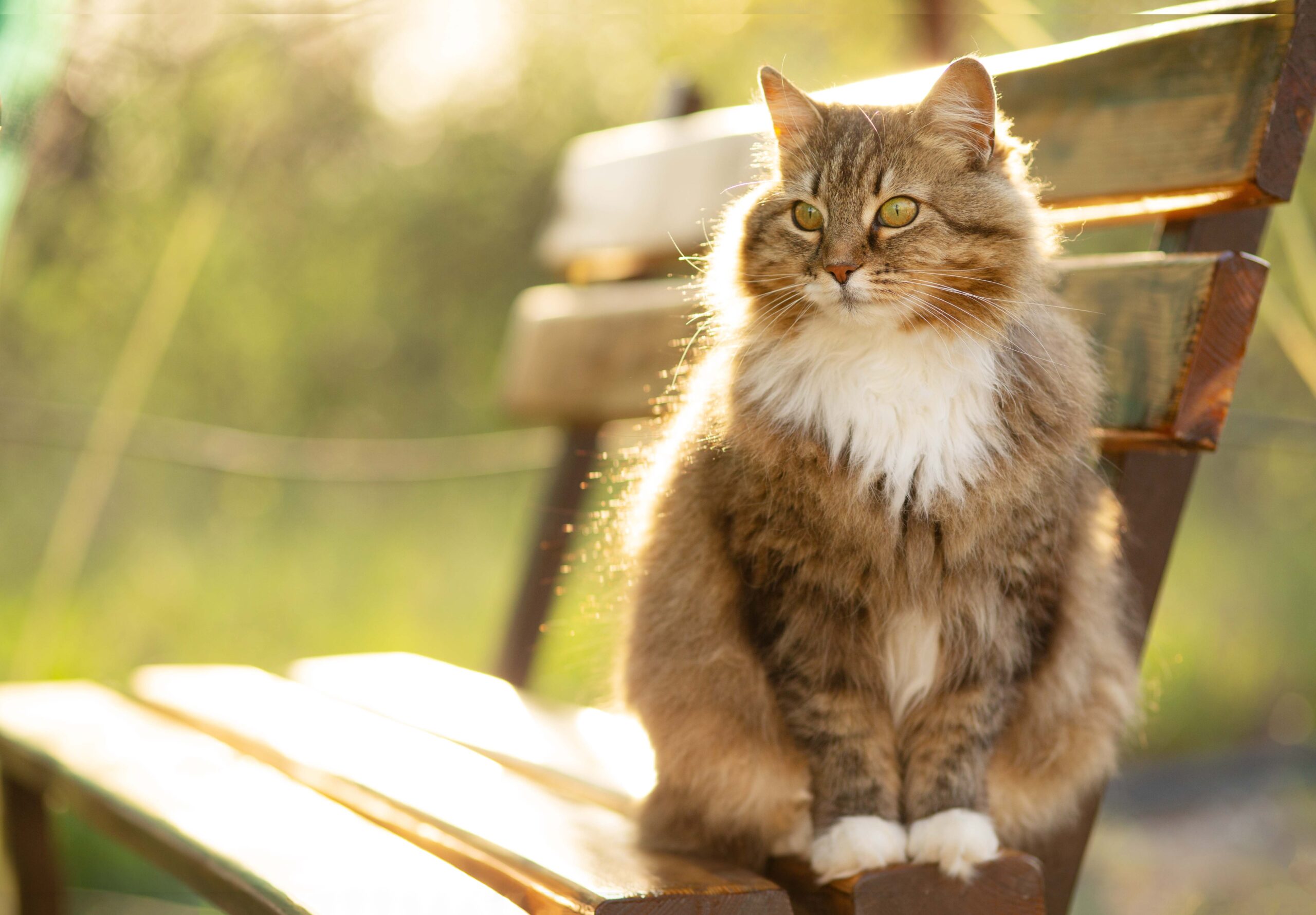 Adorable cat sitting on a bench Longevity Review