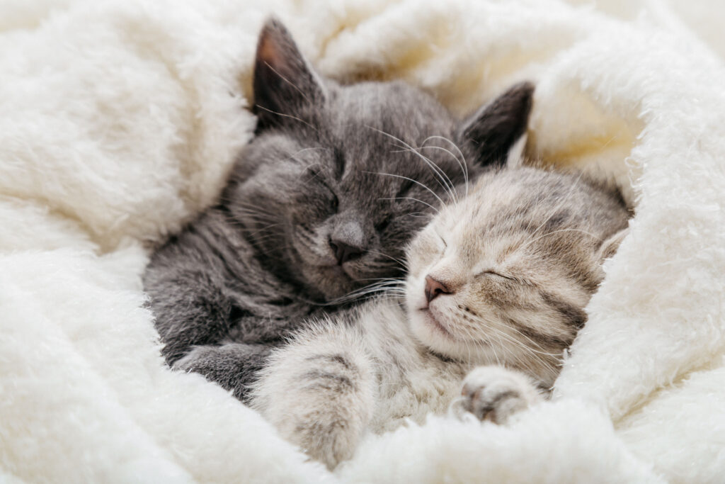 Two kittens snuggle together in a soft, fluffy blanket, one grey and one light grey with stripes, both sleeping peacefully. The image conveys warmth, comfort, and companionship, highlighting the calming and soothing presence that cats provide, which can contribute to emotional well-being and improved longevity for their owners.