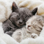 Two kittens snuggle together in a soft, fluffy blanket, one grey and one light grey with stripes, both sleeping peacefully. The image conveys warmth, comfort, and companionship, highlighting the calming and soothing presence that cats provide, which can contribute to emotional well-being and improved longevity for their owners.