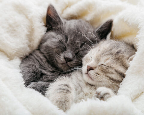 Two kittens snuggle together in a soft, fluffy blanket, one grey and one light grey with stripes, both sleeping peacefully. The image conveys warmth, comfort, and companionship, highlighting the calming and soothing presence that cats provide, which can contribute to emotional well-being and improved longevity for their owners.