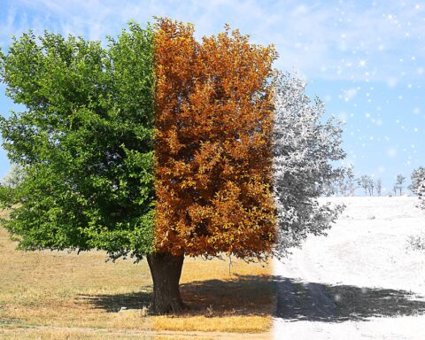 Tree symbolizing the passage of time, with three sections depicting different stages: lush green foliage on the left, autumnal orange leaves in the center, and bare, snow-covered branches on the right, set against a natural landscape under a blue sky.