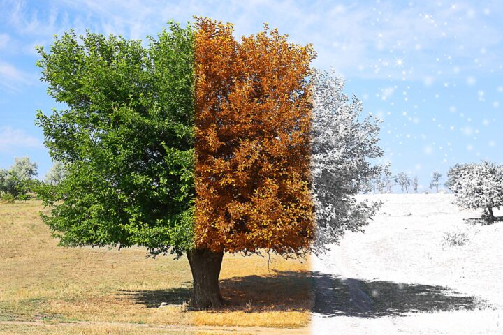 Tree symbolizing the passage of time, with three sections depicting different stages: lush green foliage on the left, autumnal orange leaves in the center, and bare, snow-covered branches on the right, set against a natural landscape under a blue sky.