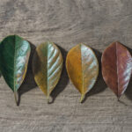 Sequence of six leaves in various stages of aging, from vibrant green to dry brown, symbolizing the progression of cellular senescence and aging. Represents themes of biological aging, healthspan research, and scientific breakthroughs in senescence therapies.