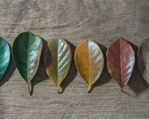 Sequence of six leaves in various stages of aging, from vibrant green to dry brown, symbolizing the progression of cellular senescence and aging. Represents themes of biological aging, healthspan research, and scientific breakthroughs in senescence therapies.