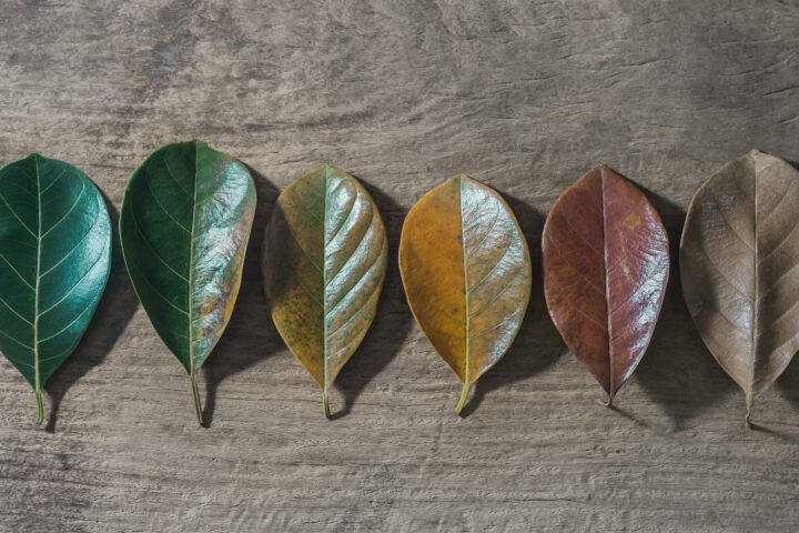 Sequence of six leaves in various stages of aging, from vibrant green to dry brown, symbolizing the progression of cellular senescence and aging. Represents themes of biological aging, healthspan research, and scientific breakthroughs in senescence therapies.