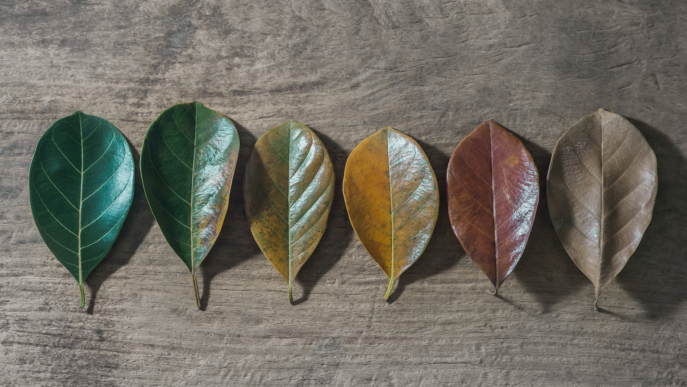 Sequence of six leaves in various stages of aging, from vibrant green to dry brown, symbolizing the progression of cellular senescence and aging. Represents themes of biological aging, healthspan research, and scientific breakthroughs in senescence therapies.