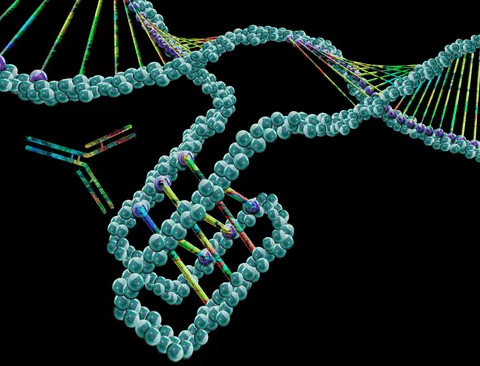3D molecular illustration of an i-motif DNA structure, showcasing the unique intercalated four-stranded cytosine-rich formation distinct from the canonical double helix in the background. The i-motif, stabilized under acidic conditions, plays a dynamic role in gene regulation and adds complexity to genomic architecture, contributing to the accumulation of DNA damage with age.