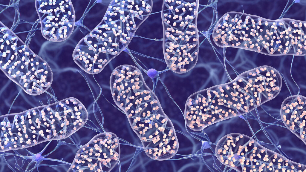 3D illustration of mitochondria inside neural tissue, highlighting the intricate inner membrane structure (cristae) and electron transport chains. This visualization symbolizes mitochondrial function in energy production and its decline with age, a core topic in the article on how mitochondrial dysfunction contributes to aging and age-related disease.