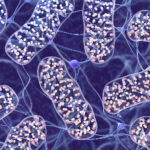 3D illustration of mitochondria inside neural tissue, highlighting the intricate inner membrane structure (cristae) and electron transport chains. This visualization symbolizes mitochondrial function in energy production and its decline with age, a core topic in the article on how mitochondrial dysfunction contributes to aging and age-related disease.