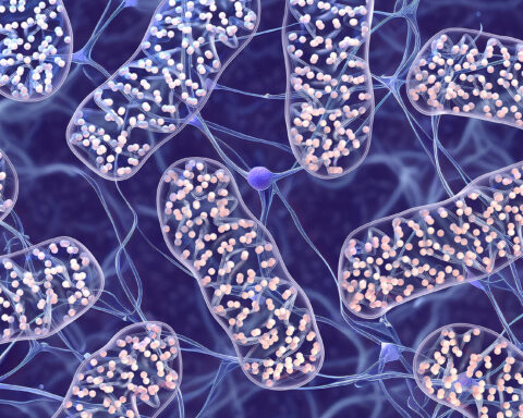 3D illustration of mitochondria inside neural tissue, highlighting the intricate inner membrane structure (cristae) and electron transport chains. This visualization symbolizes mitochondrial function in energy production and its decline with age, a core topic in the article on how mitochondrial dysfunction contributes to aging and age-related disease.