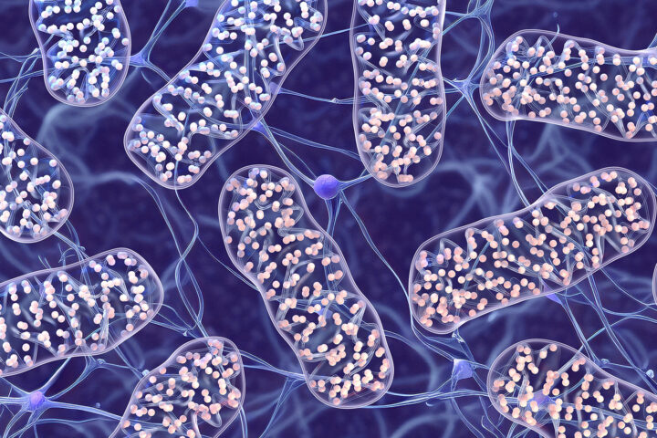 3D illustration of mitochondria inside neural tissue, highlighting the intricate inner membrane structure (cristae) and electron transport chains. This visualization symbolizes mitochondrial function in energy production and its decline with age, a core topic in the article on how mitochondrial dysfunction contributes to aging and age-related disease.
