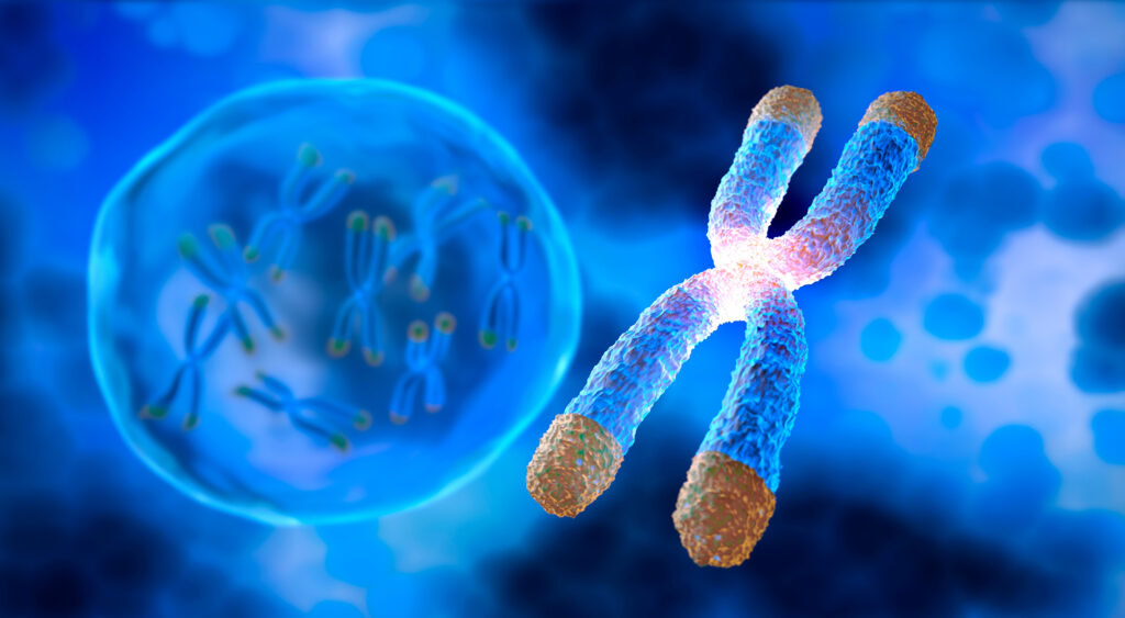 A digital illustration of an x-shaped chromosome in the foreground with a nucleus in the background containing additional chromosomes. Chromosomes are in blue, with a visible telomere on each end-cap in gold, and centromeres glowing in pink.