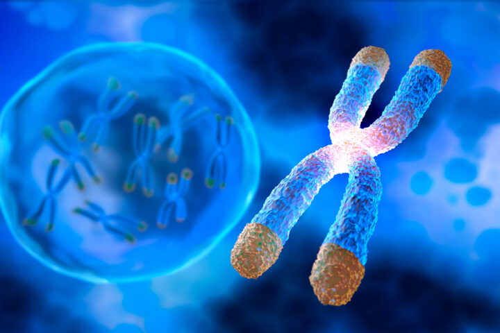 A digital illustration of an x-shaped chromosome in the foreground with a nucleus in the background containing additional chromosomes. Chromosomes are in blue, with a visible telomere on each end-cap in gold, and centromeres glowing in pink.