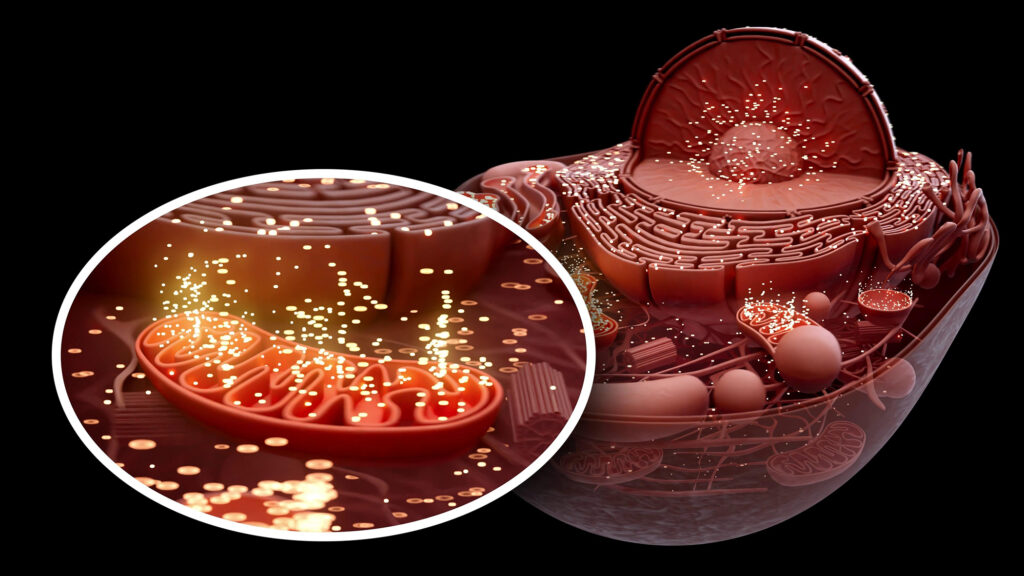 3D-rendered illustration of a human cell with a detailed cutaway view showing the nucleus, endoplasmic reticulum, and multiple mitochondria. One mitochondrion is magnified in an inset, glowing with bright particle effects to depict active energy production and signaling. The image represents mitochondrial function, cellular energy metabolism, and the role of mitochondria in aging and mitophagy, aligning with themes from the article on mitochondrial health and complex I modulation.