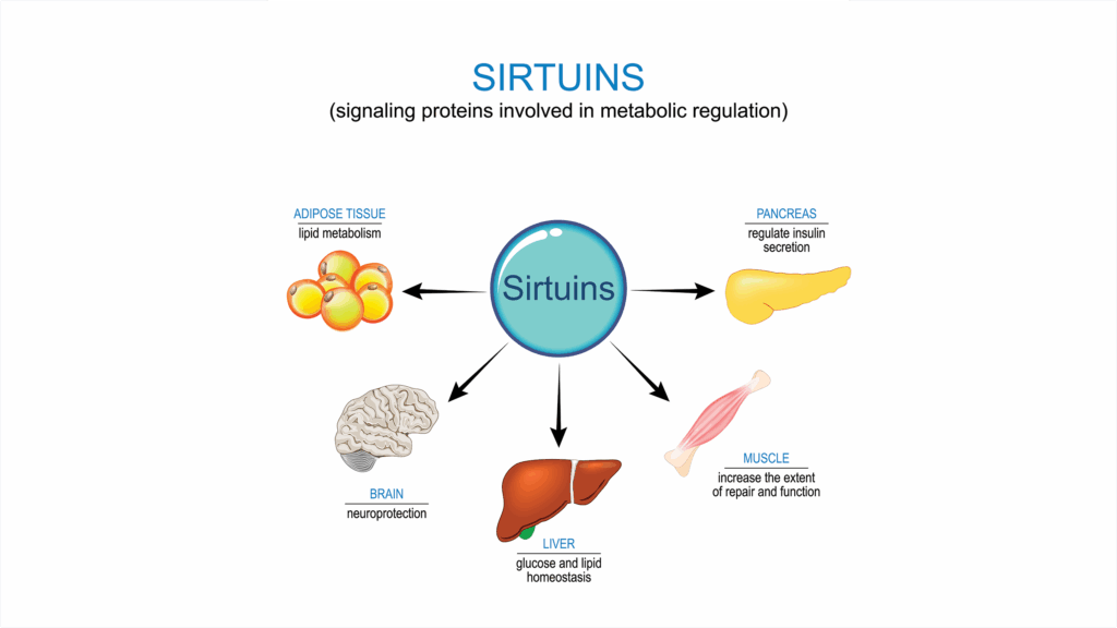 An image illustrating some of the potential benefits that sirtuins provide. In the image, these include lipid metabolism in adipose tissue, neuroprotection, glucose and lipid homeostasis in the liver, repair and function in the muscle, and regulation of insulin secretion in the pancreas.