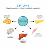 An image illustrating some of the potential benefits that sirtuins provide. In the image, these include lipid metabolism in adipose tissue, neuroprotection, glucose and lipid homeostasis in the liver, repair and function in the muscle, and regulation of insulin secretion in the pancreas.