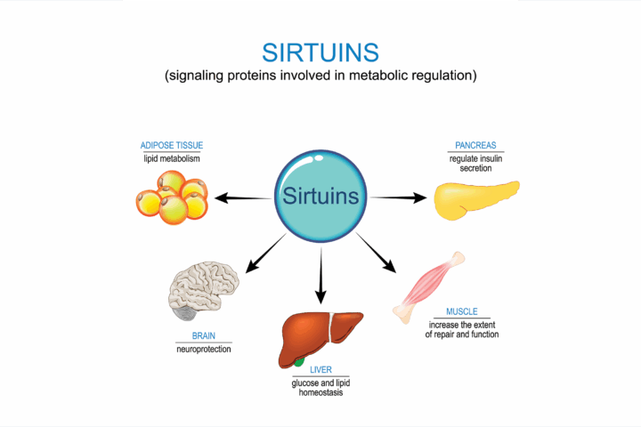 An image illustrating some of the potential benefits that sirtuins provide. In the image, these include lipid metabolism in adipose tissue, neuroprotection, glucose and lipid homeostasis in the liver, repair and function in the muscle, and regulation of insulin secretion in the pancreas.