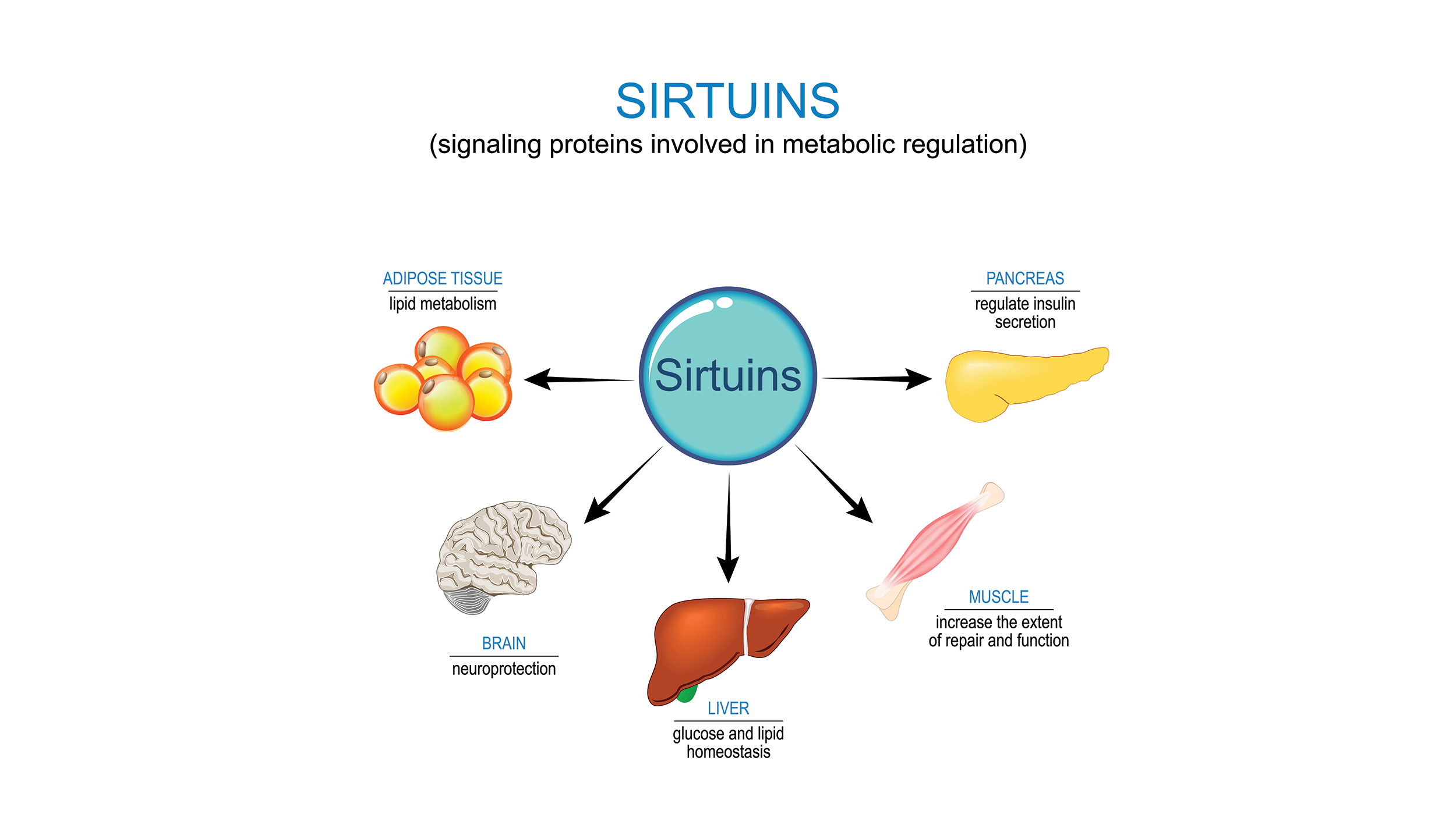 An image illustrating some of the potential benefits that sirtuins provide. In the image, these include lipid metabolism in adipose tissue, neuroprotection, glucose and lipid homeostasis in the liver, repair and function in the muscle, and regulation of insulin secretion in the pancreas.