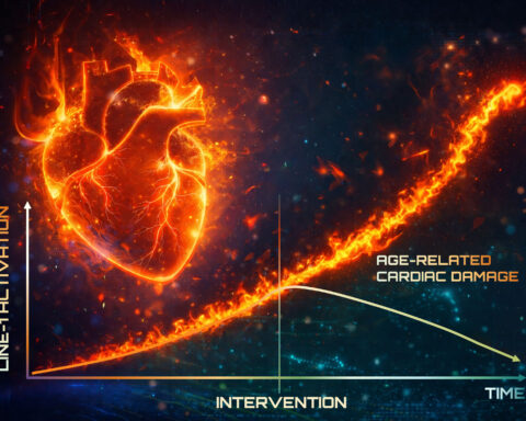 Visualization of genomic activation and cardiac aging showing LINE-1 increase over time and potential reversal through intervention, highlighting mechanisms of heart disease and longevity therapeutics
