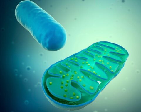 Close-up scientific illustration of a mitochondrion with intact cristae structure, representing cellular energy production and its role in aging, mitochondrial dysfunction, and longevity biology.
