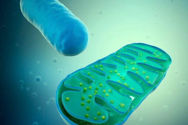 Close-up scientific illustration of a mitochondrion with intact cristae structure, representing cellular energy production and its role in aging, mitochondrial dysfunction, and longevity biology.