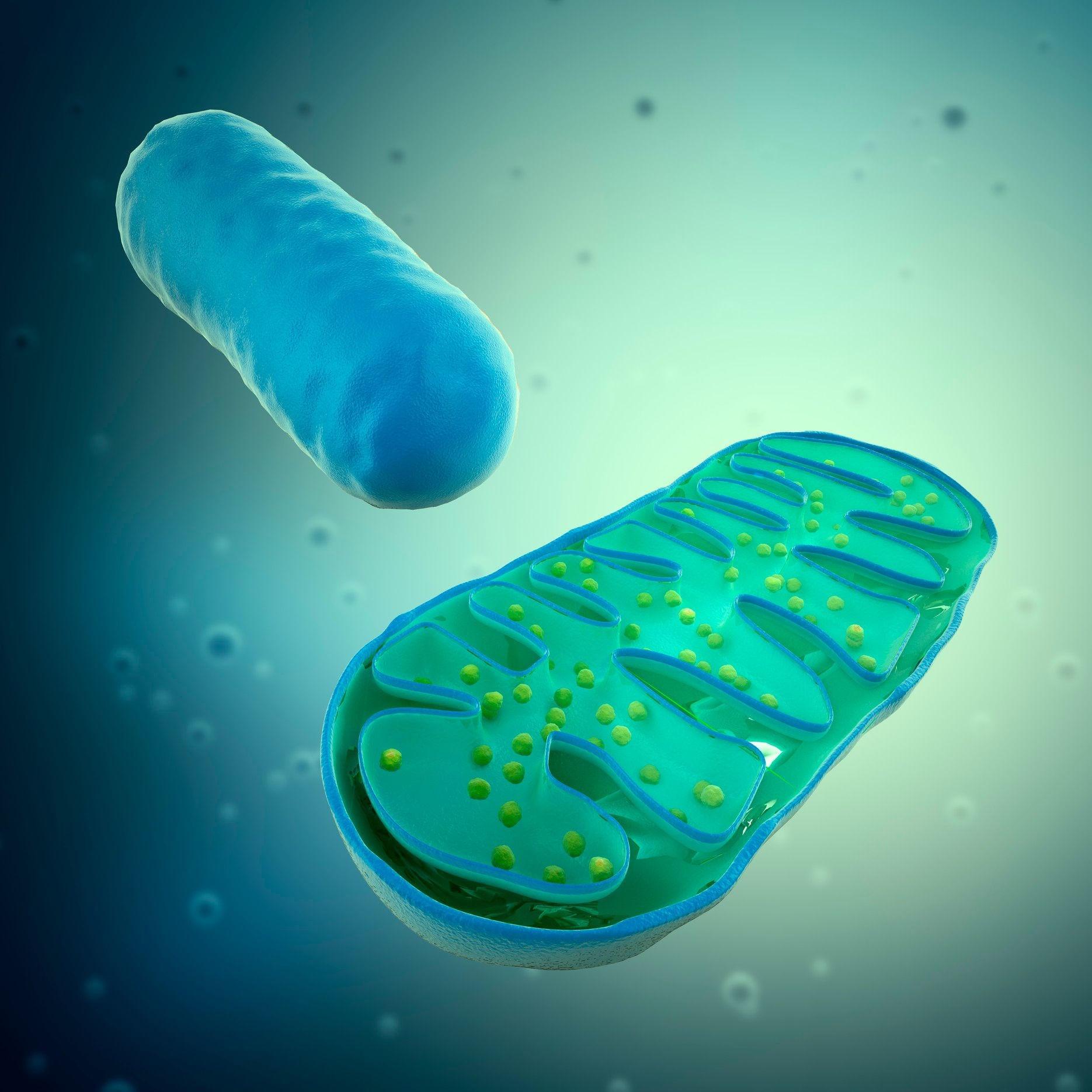 Close-up scientific illustration of a mitochondrion with intact cristae structure, representing cellular energy production and its role in aging, mitochondrial dysfunction, and longevity biology.